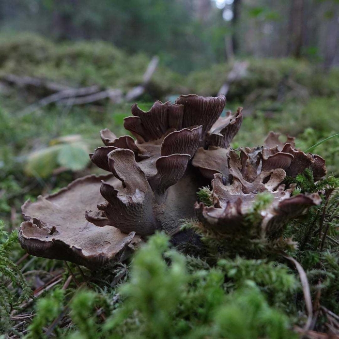 Вороночник рожковидный
