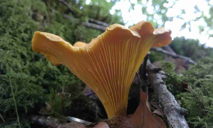 Микология лисички