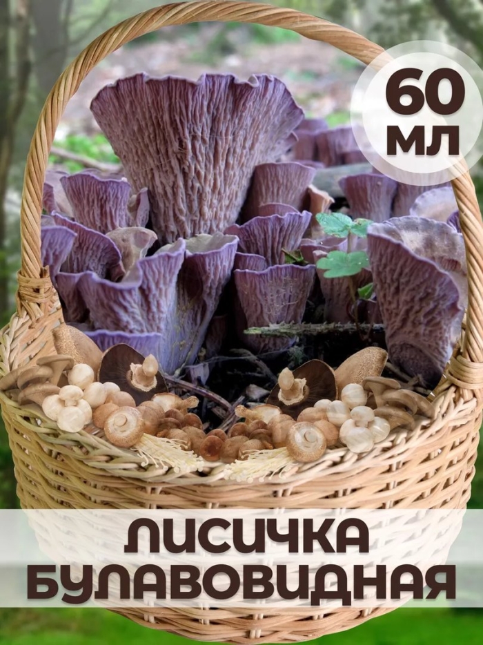 Гомфус булавовидный