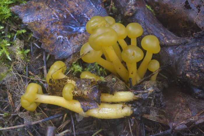 Леоция студенистая