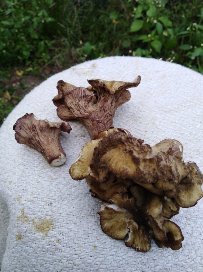 Лисички съедобные