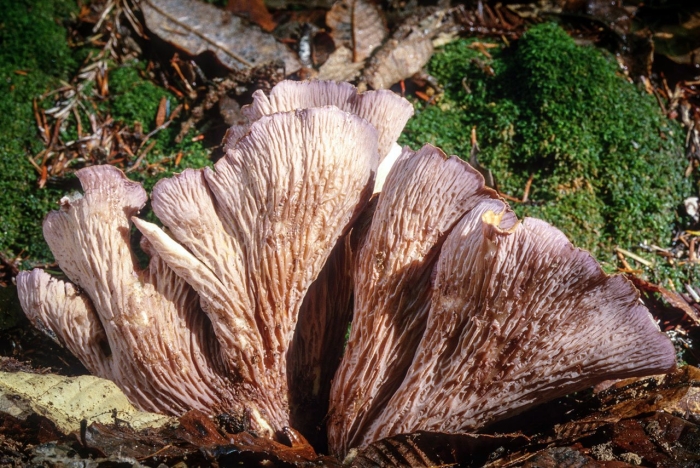 Pleurotus ostreatus