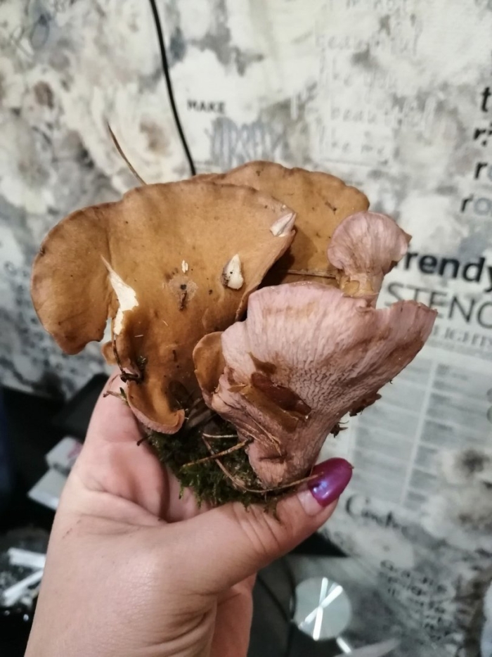 Гриб свинушка