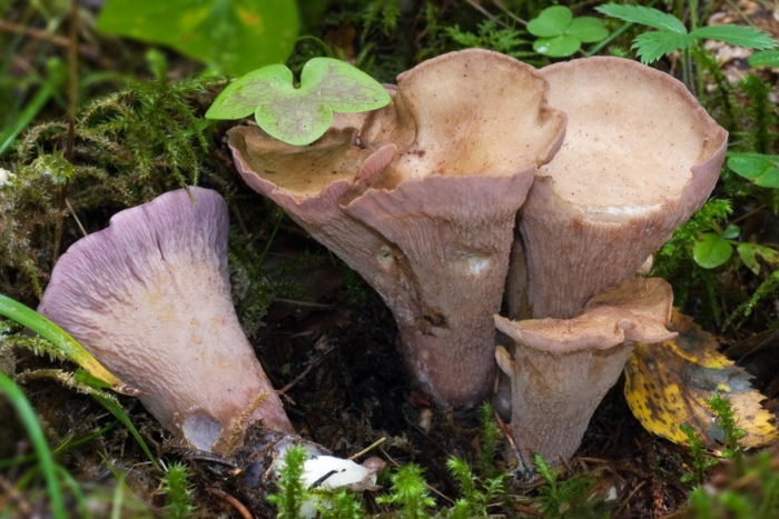 Гомфус булавовидный грибы