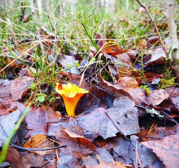 Лисичка воронковидная