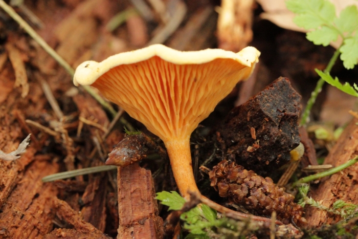 Hygrophoropsis aurantiaca