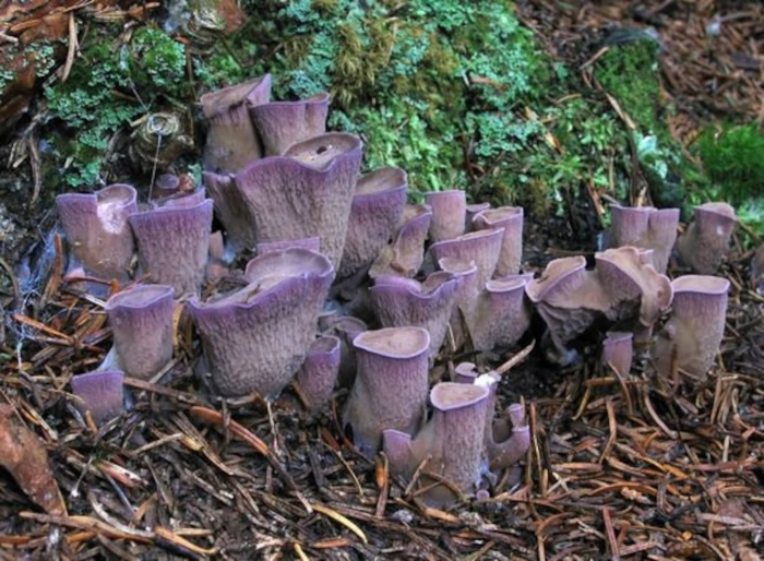 Лисичка булавовидная