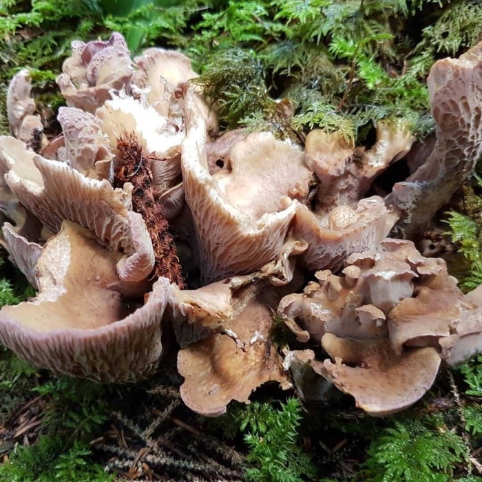 Лисичка обыкновенная