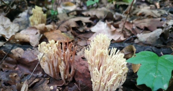 Рогатик гребенчатый гриб