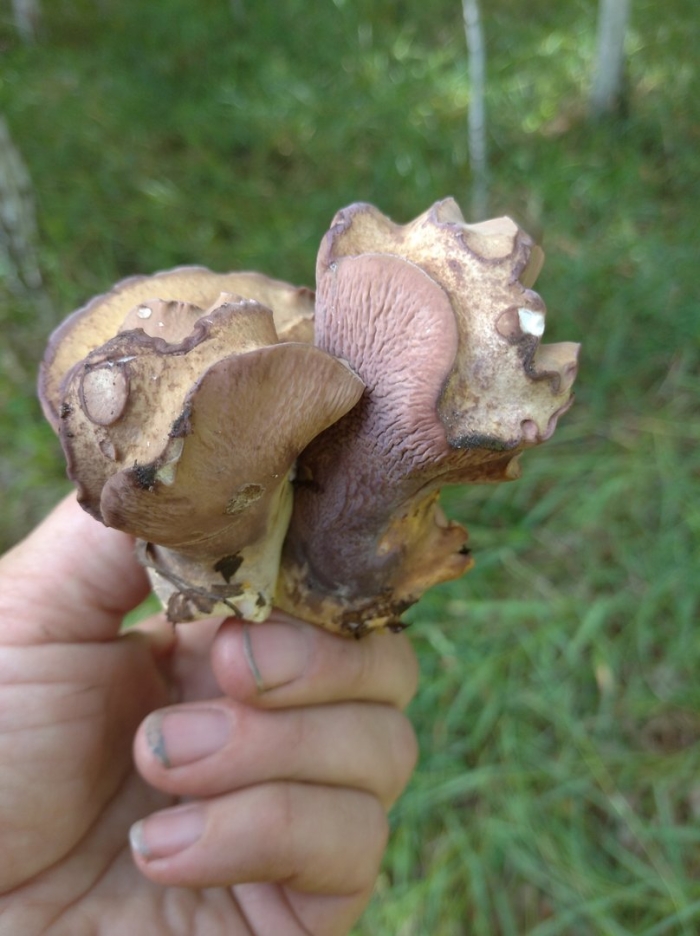 Гриб медвежье ушко