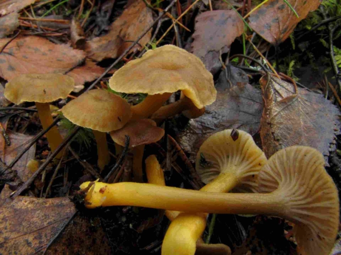 Лисичка ворончатая