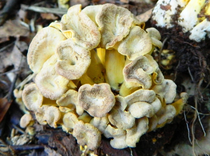 Cantharellus subalbidus