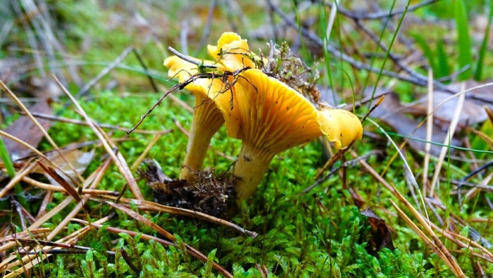 Ложная лисичка гриб