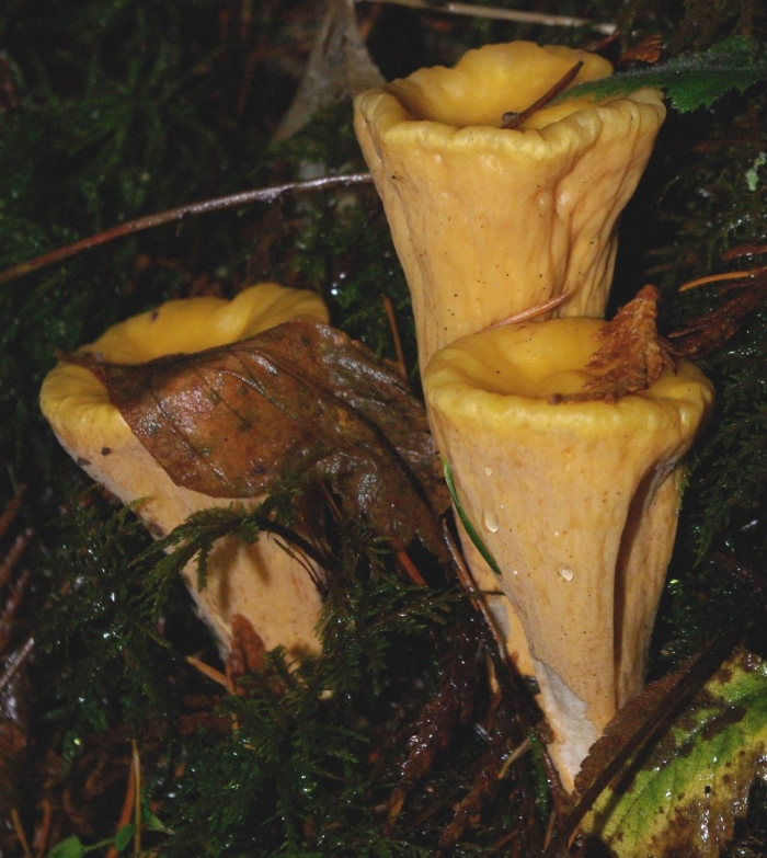 Clavariadelphus truncatus