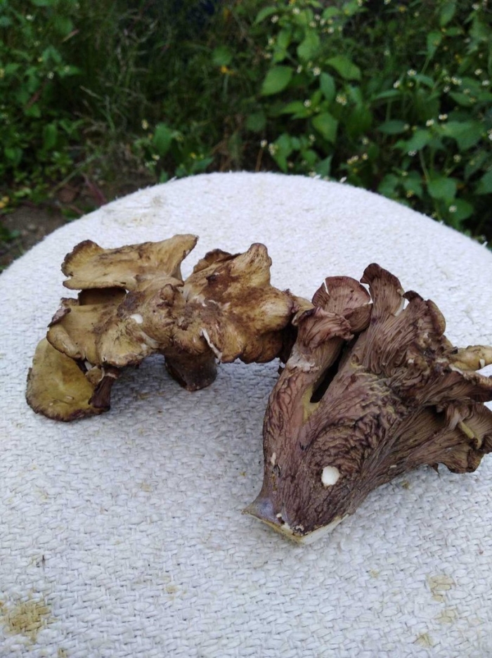 Гомфус булавовидный грибы