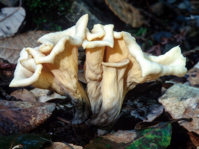 Гриб похожий на лисичку