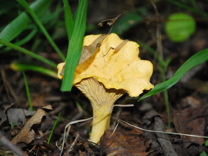 Грибы лисичка горбатая