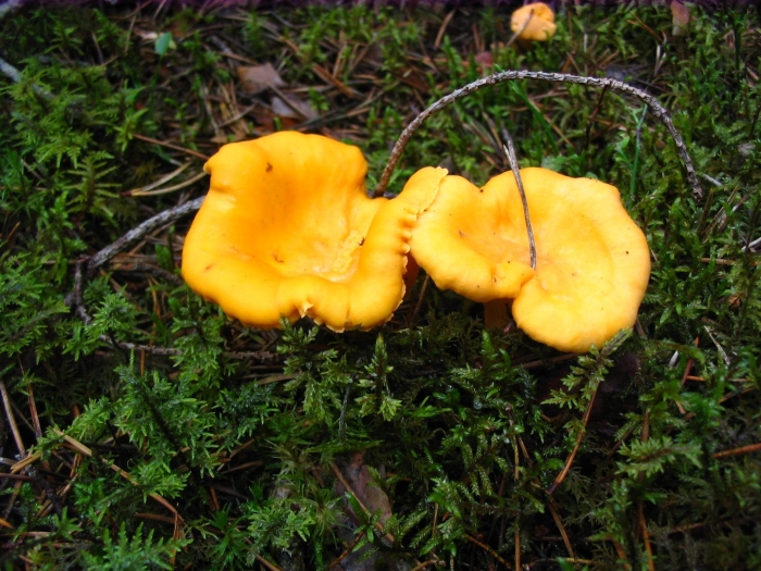 Лисичка крымская гриб