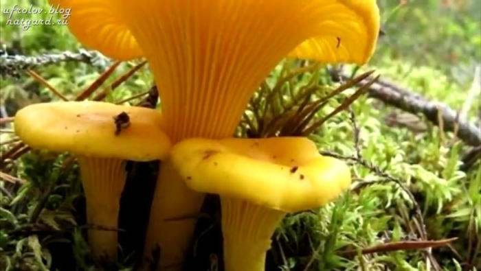 Съедобные грибы лисички