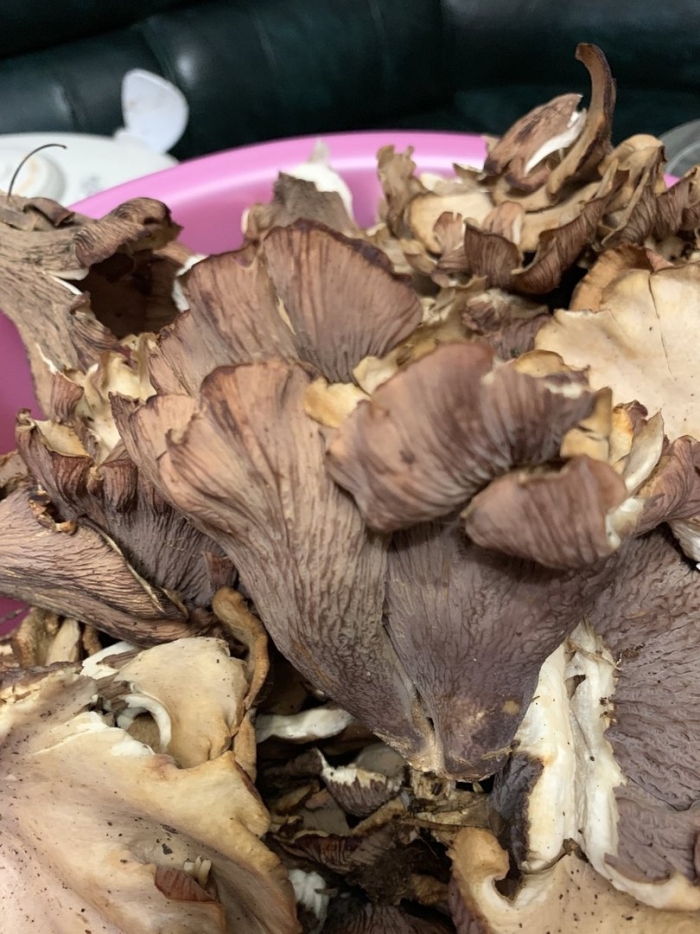 Гриб вешенка