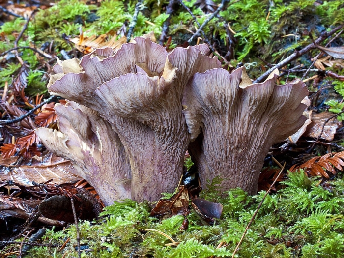 Gomphus clavatus