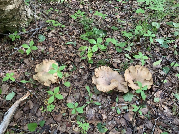 Гриб ежовик медвежье ухо