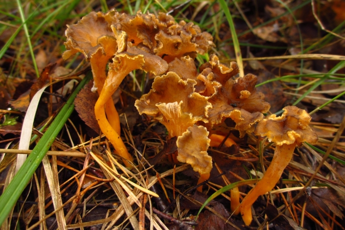 Craterellus lutescens