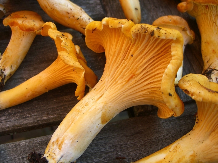 Cantharellus formosus