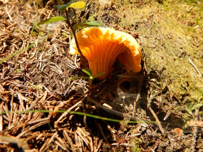 Лисичка гриб