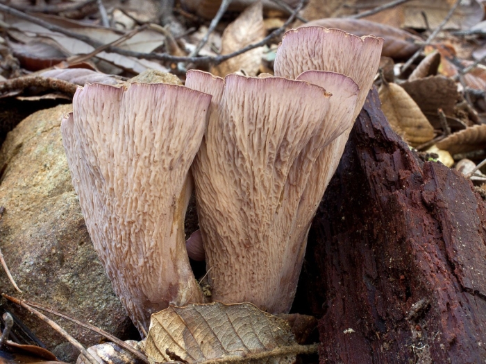 Гомфус булавовидный грибы