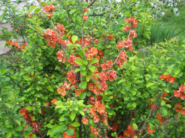 Хеномелес катаянский