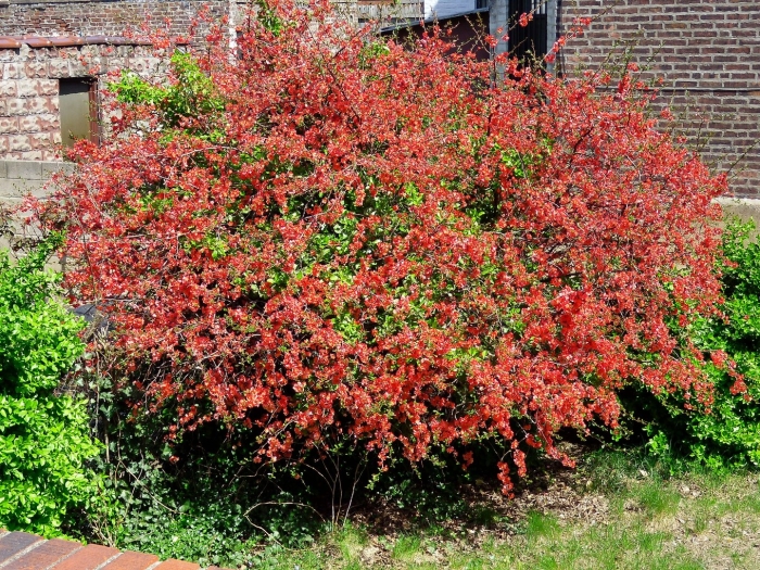 Ракитник boskoop ruby