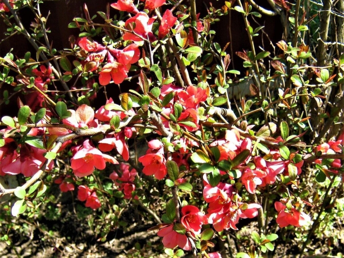 Хеномелес японский