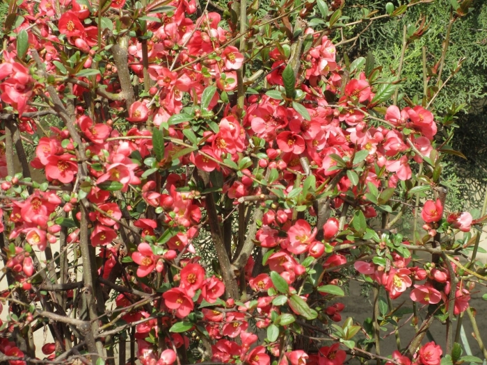 Японская айва кустарник