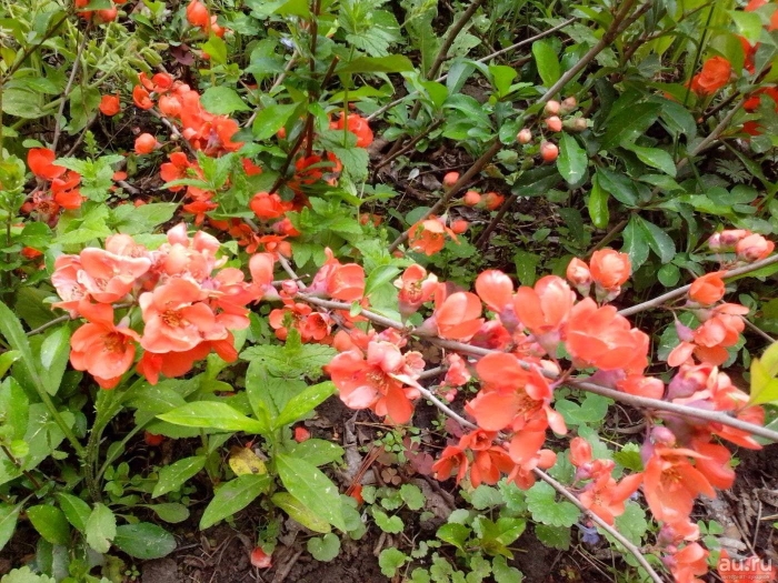 Хеномелес маулея куст