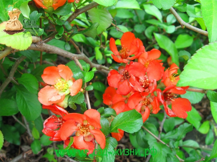 Хеномелес маулея