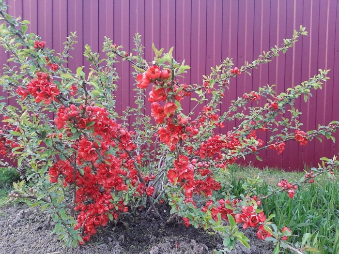 Хеномелес японская