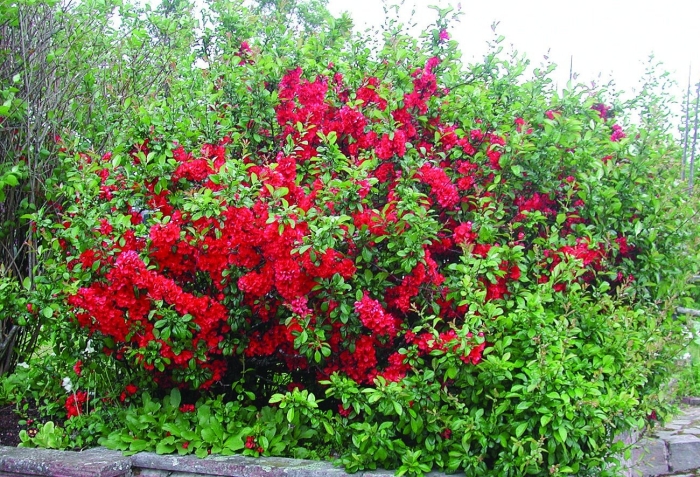 Хеномелес кримсон