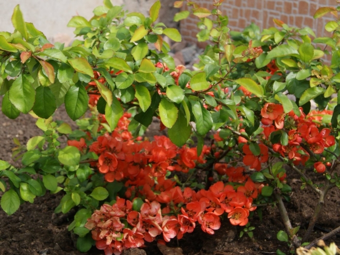 Хеномелес маулея