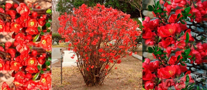 Айва хеномелес японская