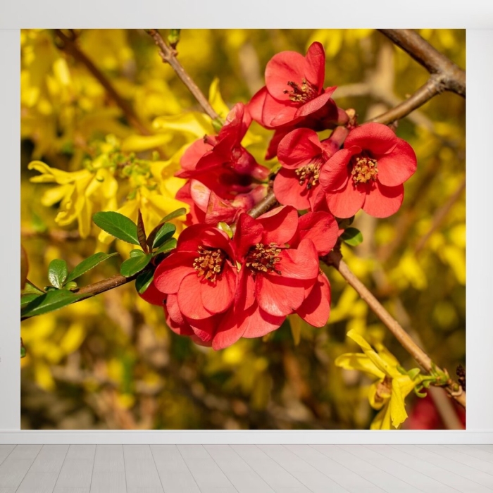 Айва великолепная николайн