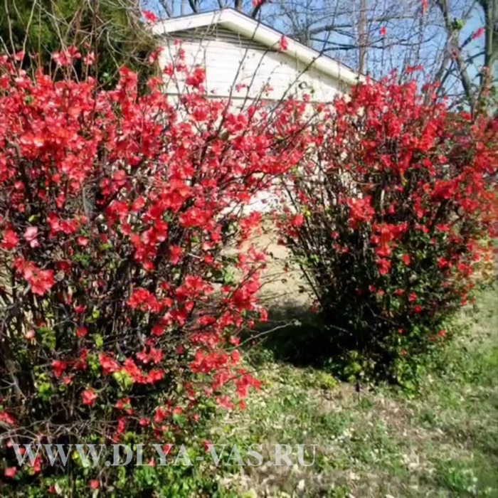 Айва декоративная кустарник