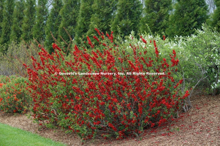 Хеномелес специоза