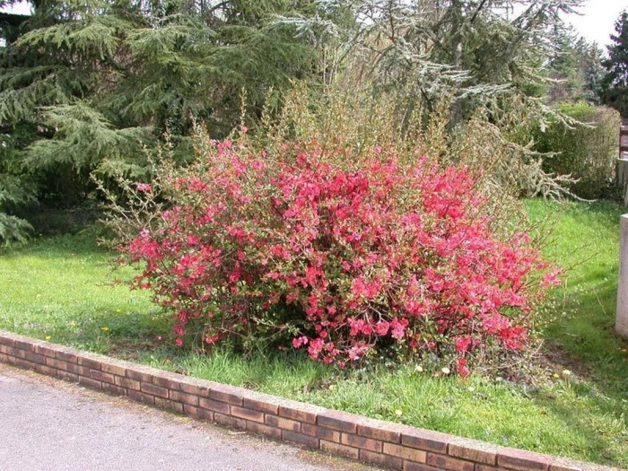 Хеномелес маулея