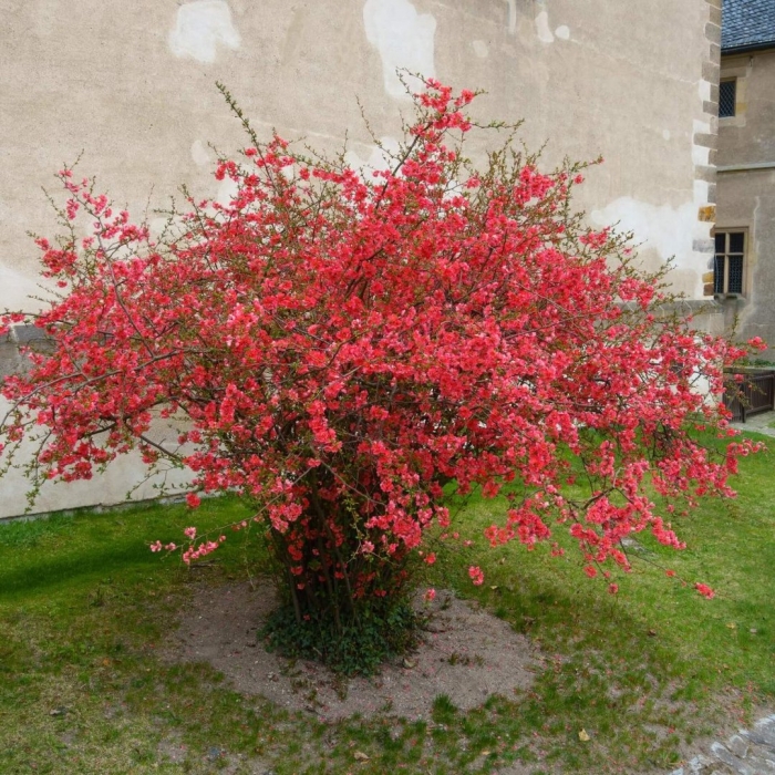 Айва японская chaenomeles japonica