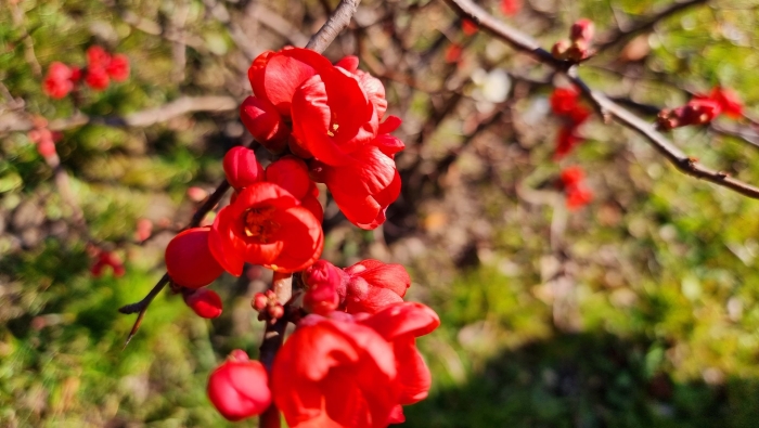 Цветущая айва