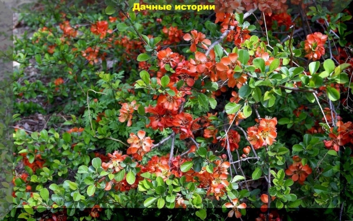 Хеномелес jap. cido