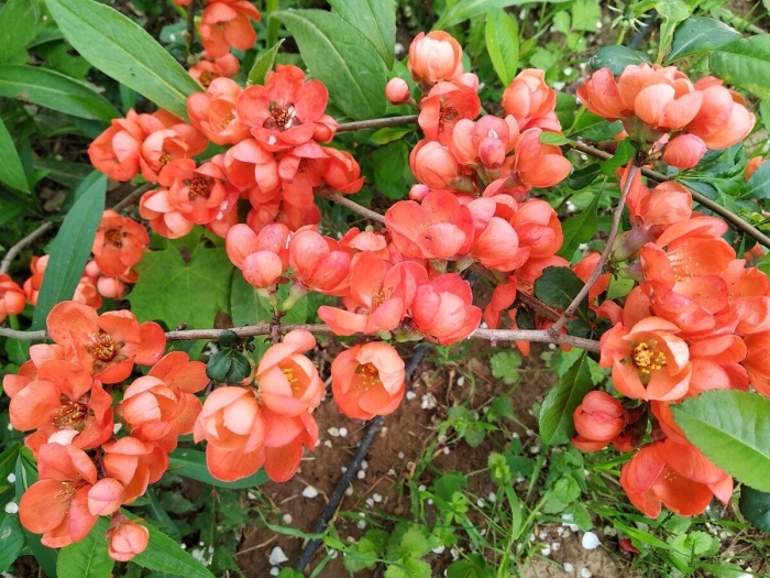 Айва японская хеномелес