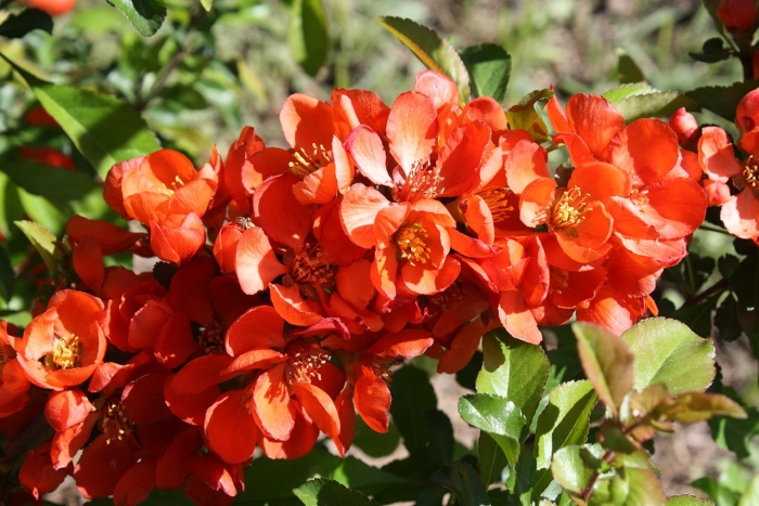 Хеномелес маулея