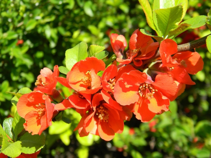 Айва японская